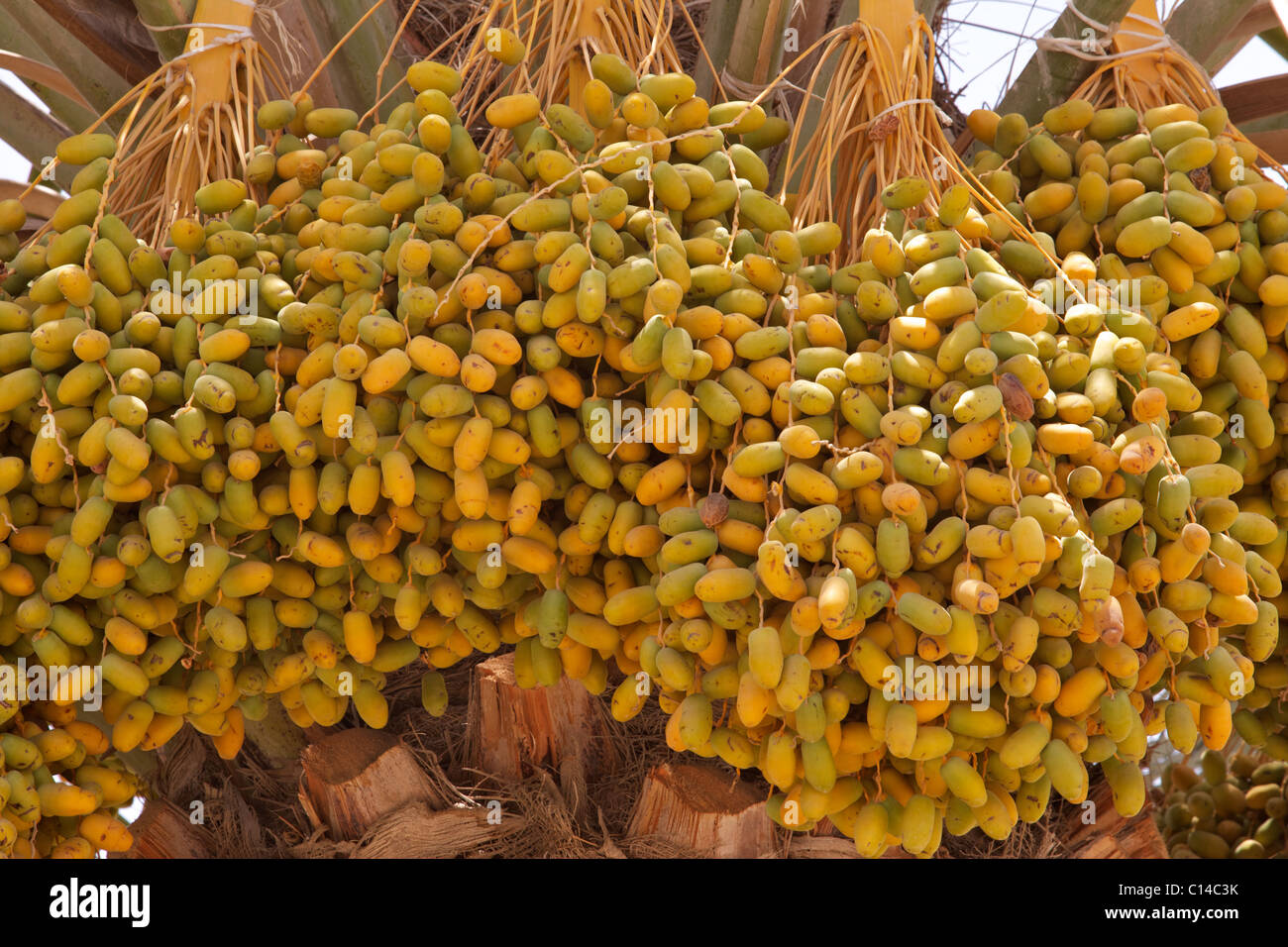 Close-up view of bunches dates growing on an Arabian date palm tree ...