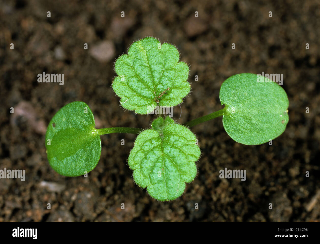 Red dead-nettle (Lamium purpureum) seedling with two true leaves forming Stock Photo