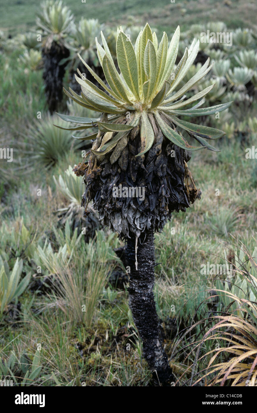 Frailejon (Espeletia schultzii) plant flower bud at 4800 metres in the Andes, Colombia Stock Photo