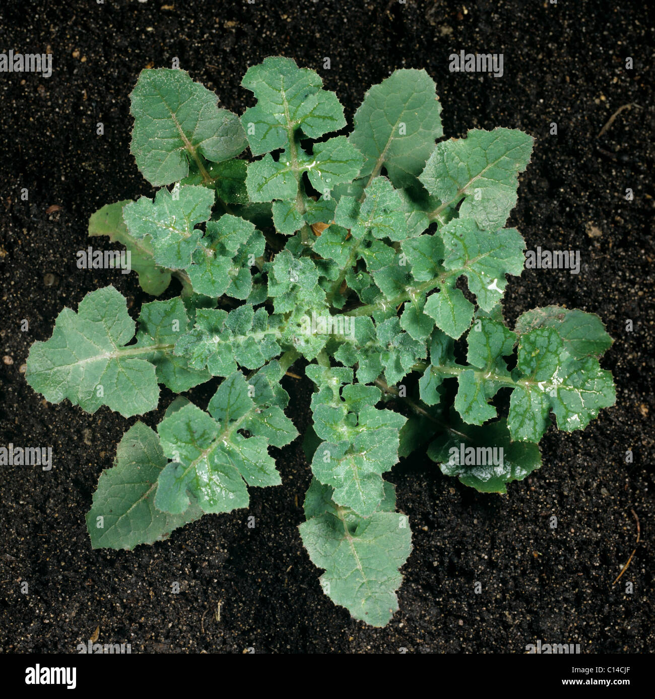 Smooth sow-thistle (Sonchus oleraceus) plant leaf rosette Stock Photo