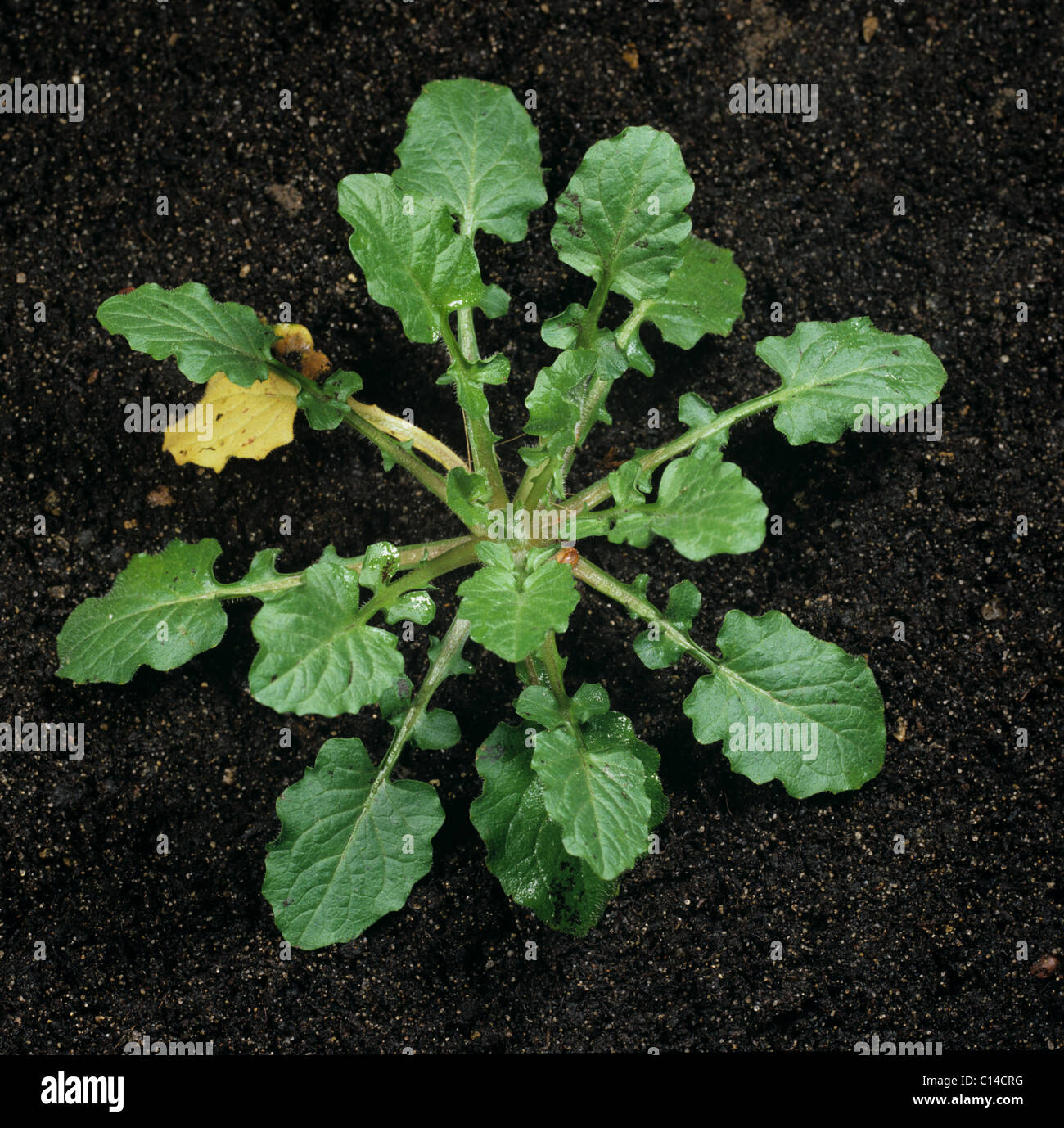 Nipplewort (Lapsana communis) young plant leaf rosette Stock Photo