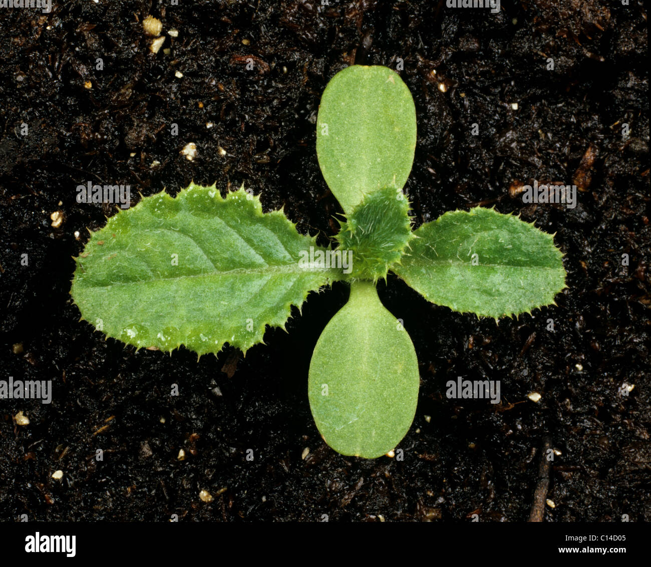 Welted thistle (Carduus acanthoides) seedling with cotyledons and third true leaf forming Stock Photo