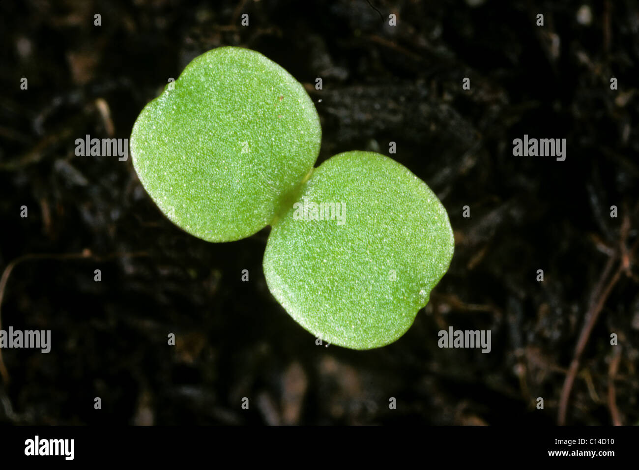 Gallant Soldier (Galinsoga parviflora) seedling cotyledons only Stock Photo