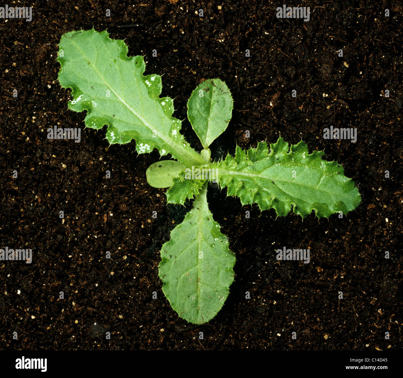 Welted thistle (Carduus acanthoides) seedling with cotyledons and fifth true leaf forming Stock Photo
