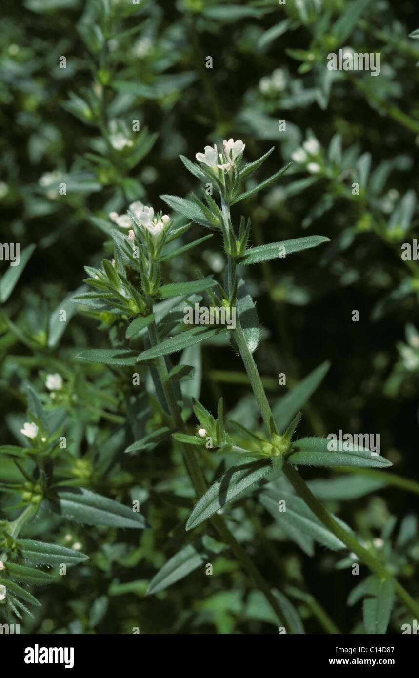 Common Gromwell (Lithospermum arvense) flowering plant Stock Photo