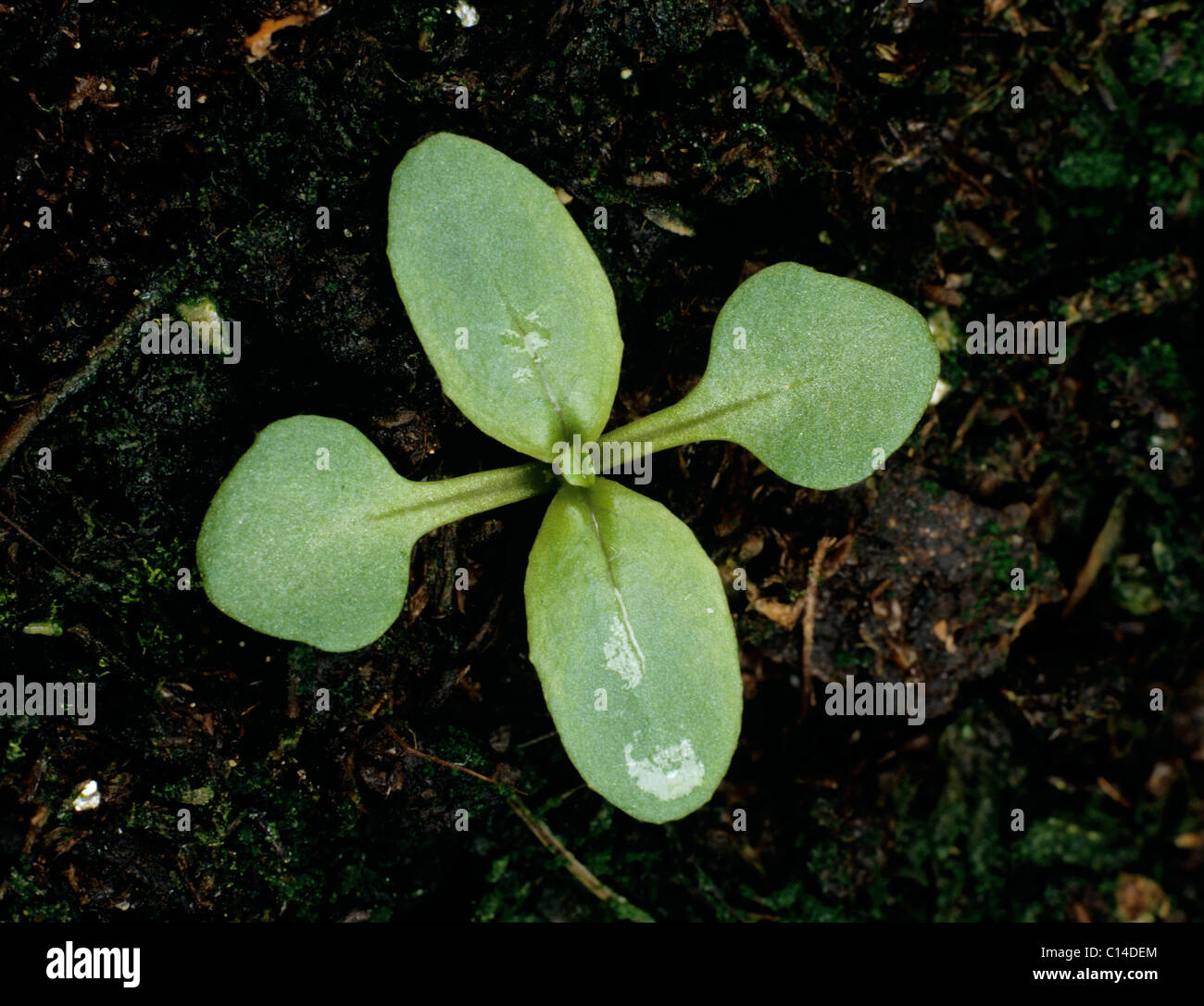 Broad-leaved willowherb (Epilobium montanum) seedling cotyledons & two true leaves forming Stock Photo