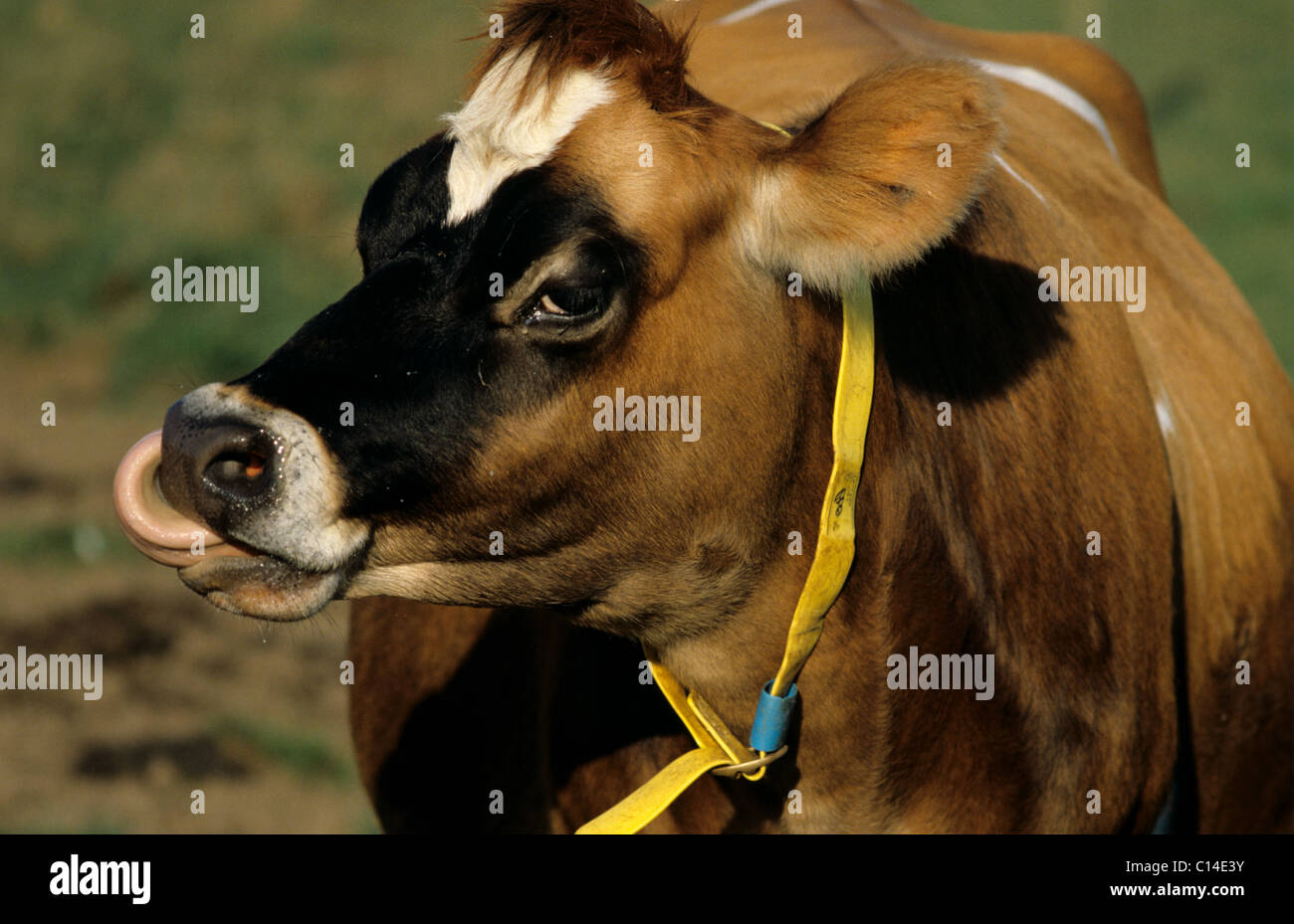 Jersey cow watching with tongue out and an identification collar Stock Photo