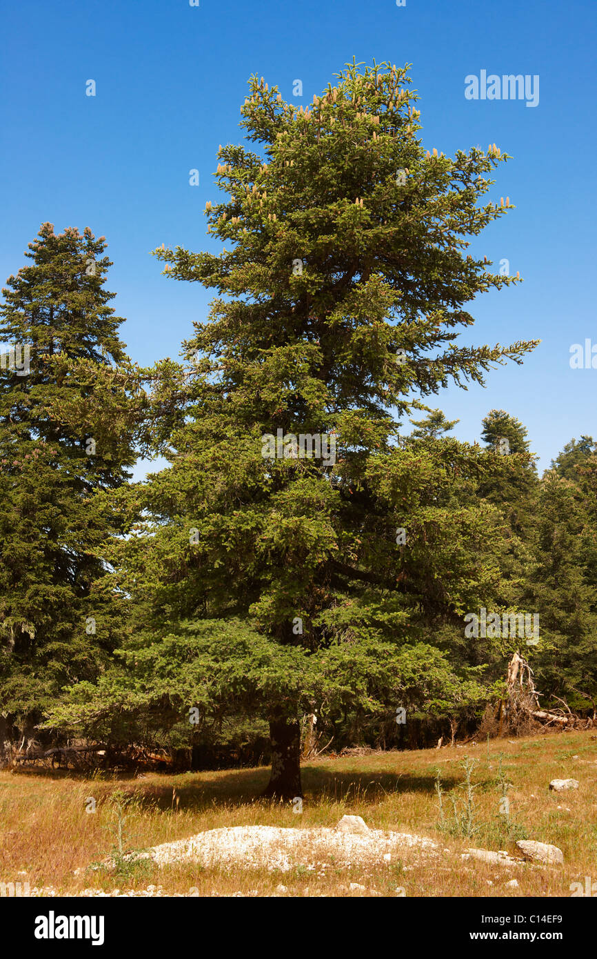 The protected Cephalonia Pine trees of Mount Ainos, Kefalonia, Ionian Islands, Greece. Stock Photo