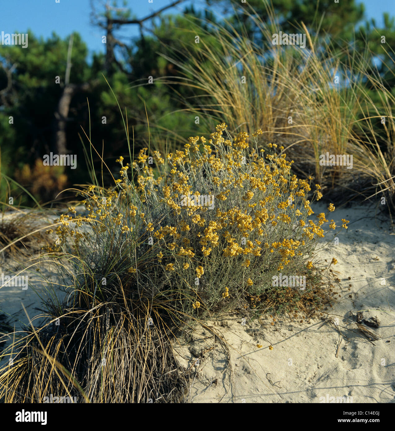 Jersey cudweed (Gnaphalium luteo-album) flowering plant, France Stock Photo