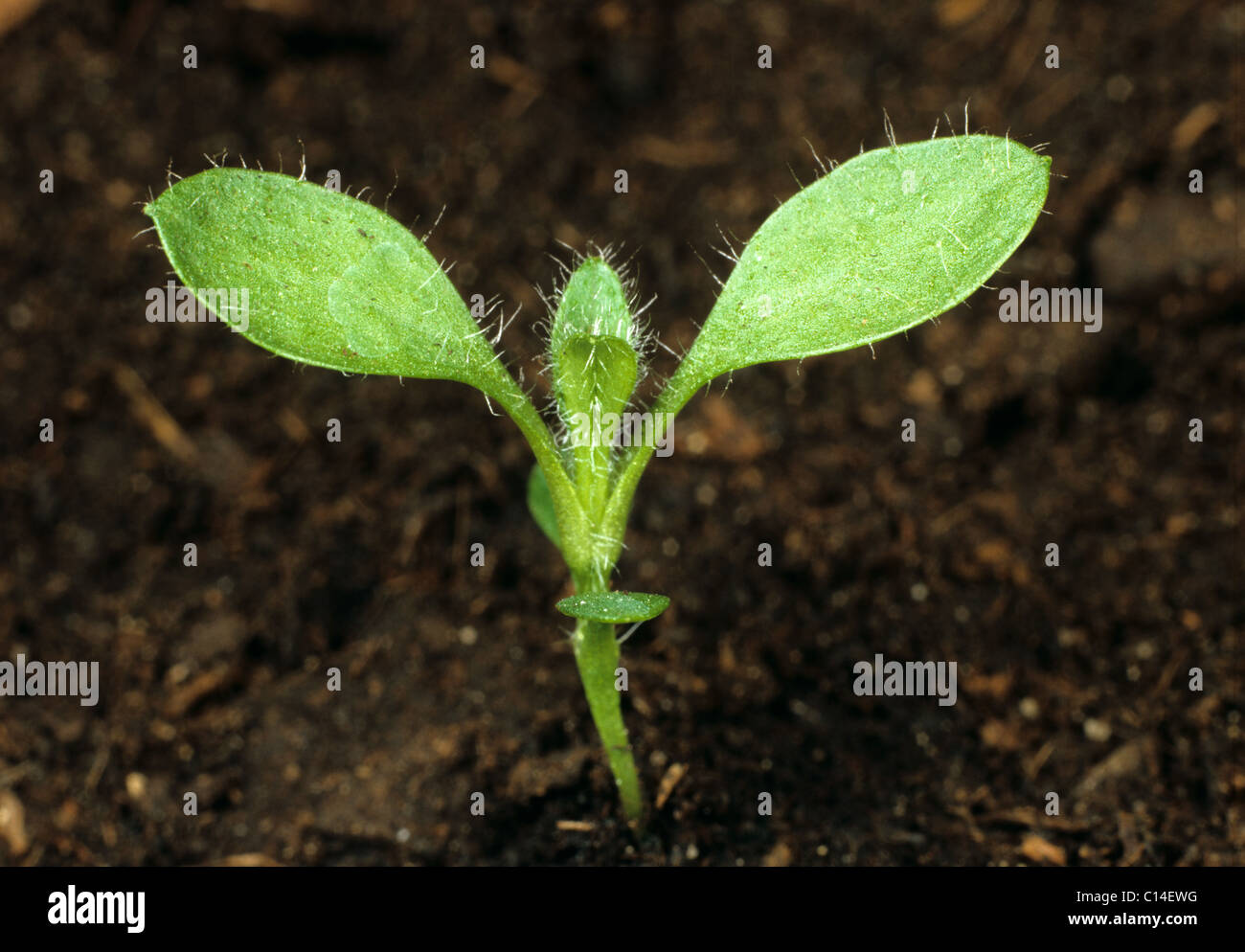 Common mouse-ear (Cerastium fontanum) seedling plant with four true leaves forming Stock Photo