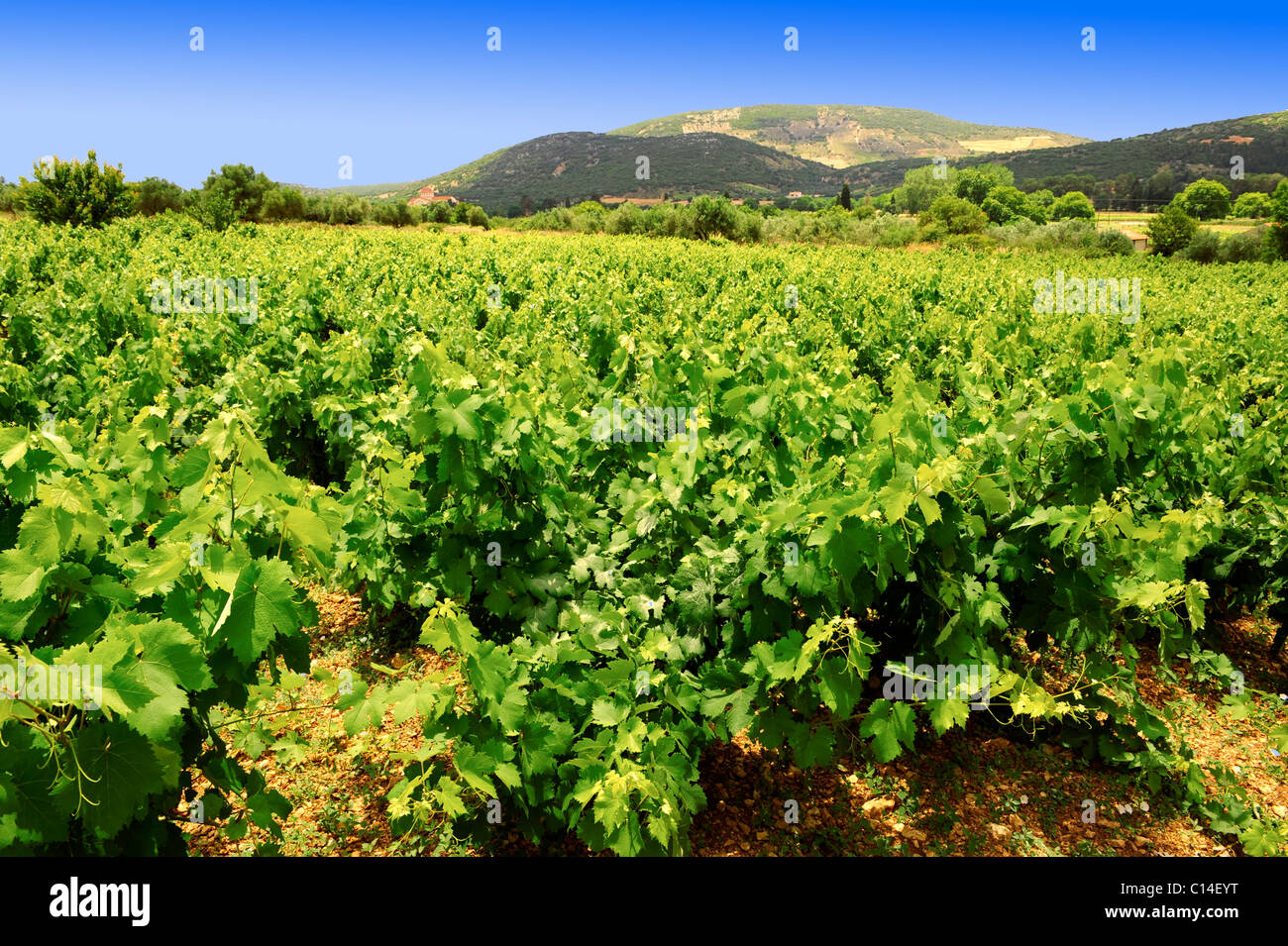 Rare Robola Grape Vineyards of Kefalonia, Ionian Islands, Greece. Stock Photo