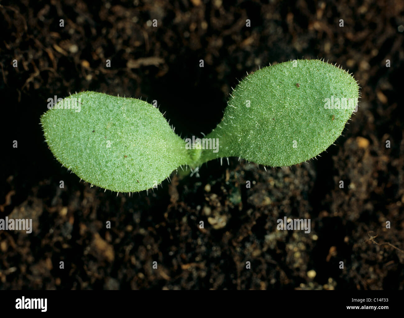 Bugloss (Anchusa arvensis) seedling cotyledons only Stock Photo