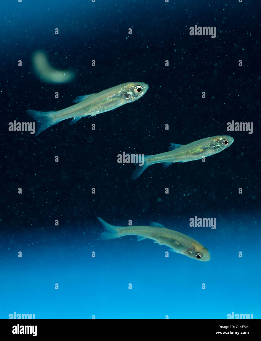 Fathead minnows (Pimephales promelas) fish used in ecological studies Stock Photo