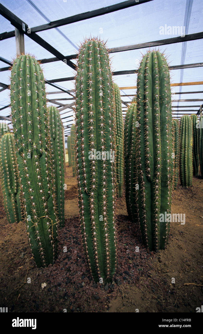 Sicilian foliage plant nursery with cacti plants growing under polythene Stock Photo