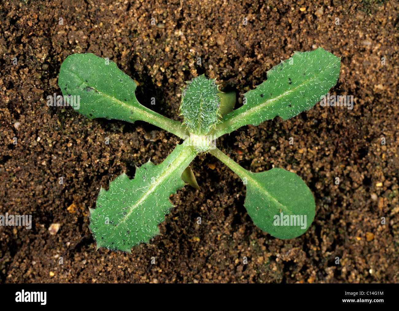 Perennial sow-thistle (Sonchus arvensis) seedling with fifth true leaf forming Stock Photo