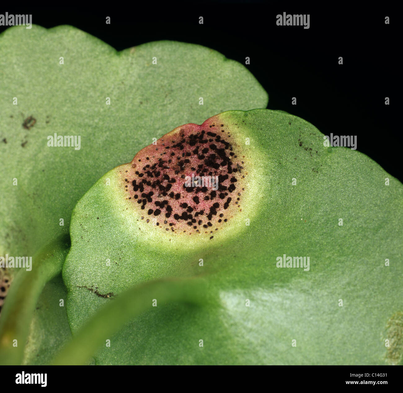 Navelwort rust (Puccinia umbilici) teleutosori of rust on a a navelwort leaf Stock Photo