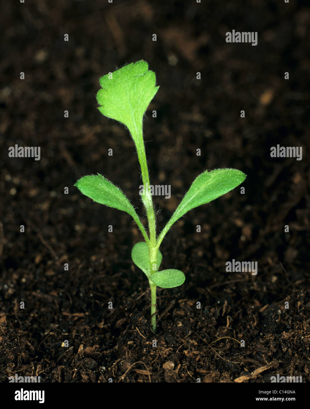 Mugwort (Artemesia vulgaris) seedling with fourth true leaf forming Stock Photo