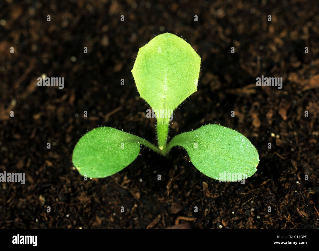 Great lettuce (Lactuca virosa) seedling with one true leaf forming Stock Photo