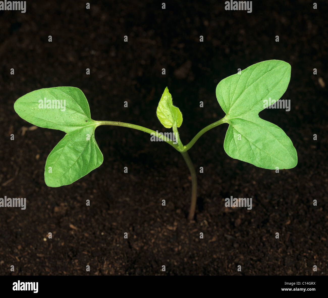 Ivy-leaved morning glory (Ipomoea hederifolia) seedling cotyledons only Stock Photo