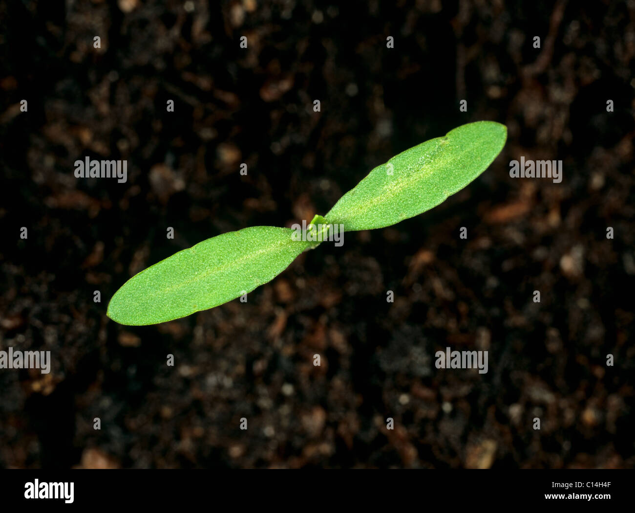 Muster John Henry (Tagetes minuta) seedling cotyledons only Stock Photo