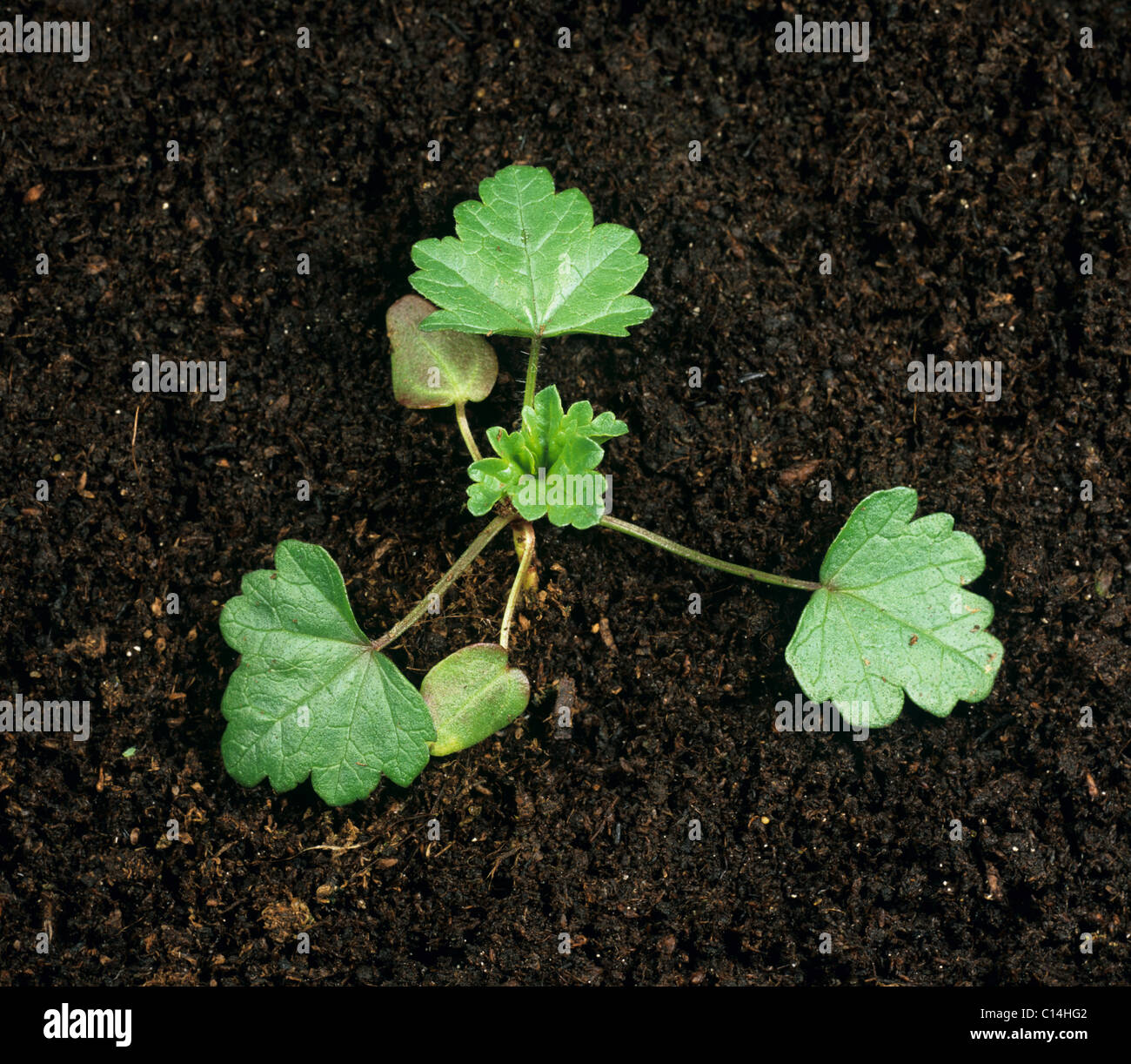 Musk mallow (Malva moschata) seedling cotyledon and three true leaves Stock Photo