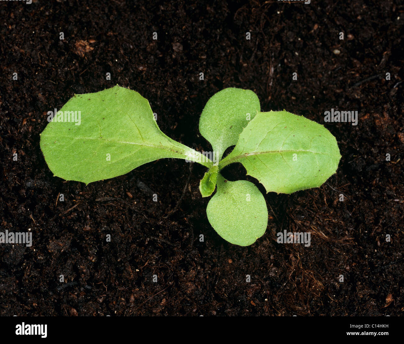 Great lettuce (Lactuca virosa) seedling with two true leaves & third forming Stock Photo