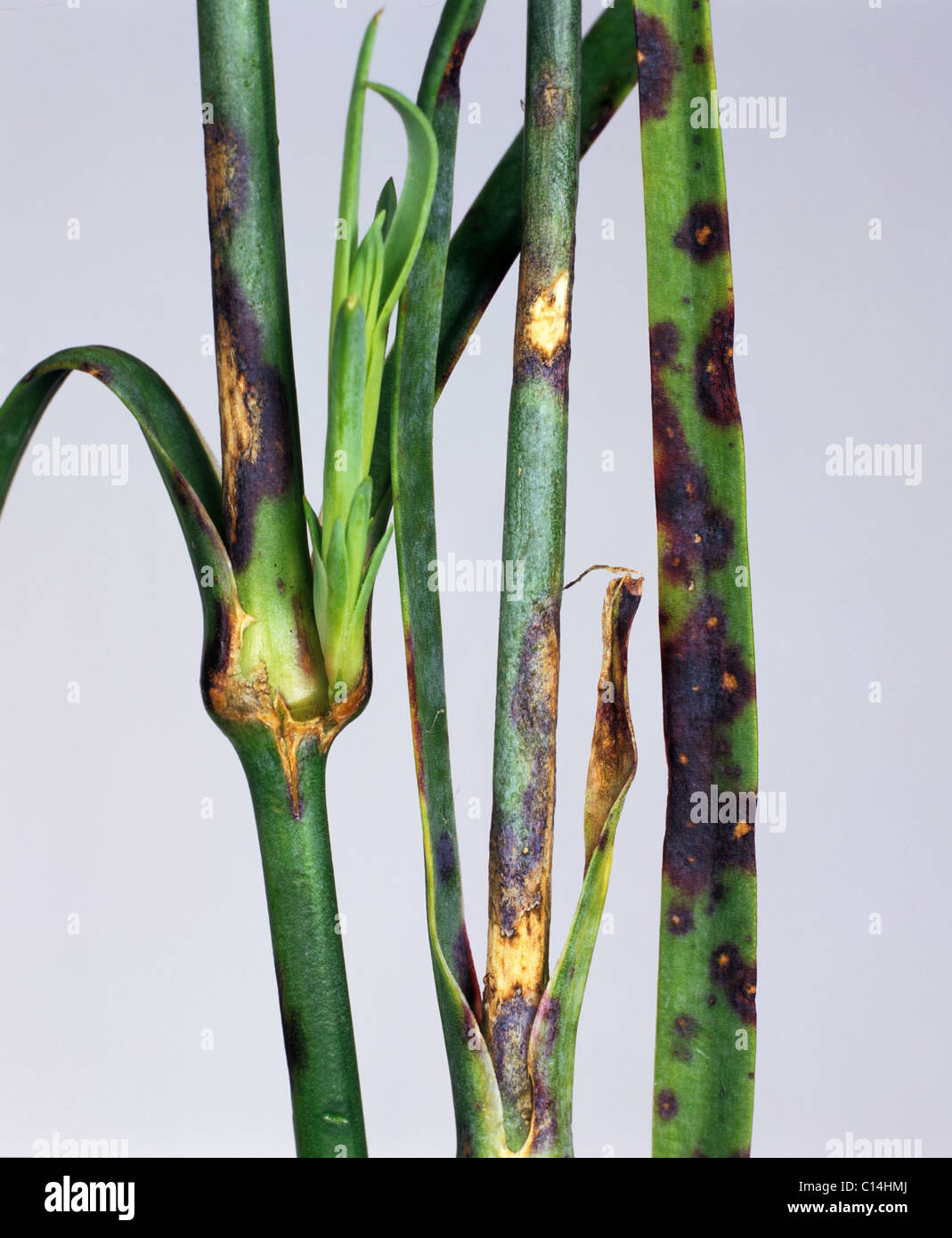 Dianthus leaf spot (Septoria dianthi) infection on stem and leaves of pink (Dianthus spp.) Stock Photo