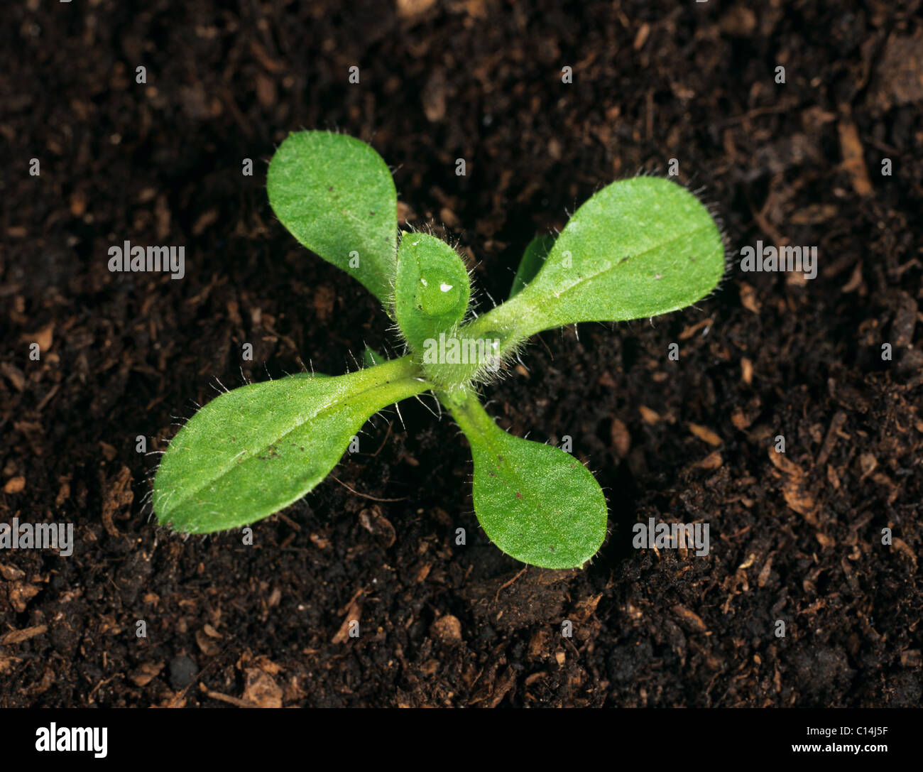 Common mouse-ear (Cerastium fontanum) seedling plant with four true leaves forming Stock Photo