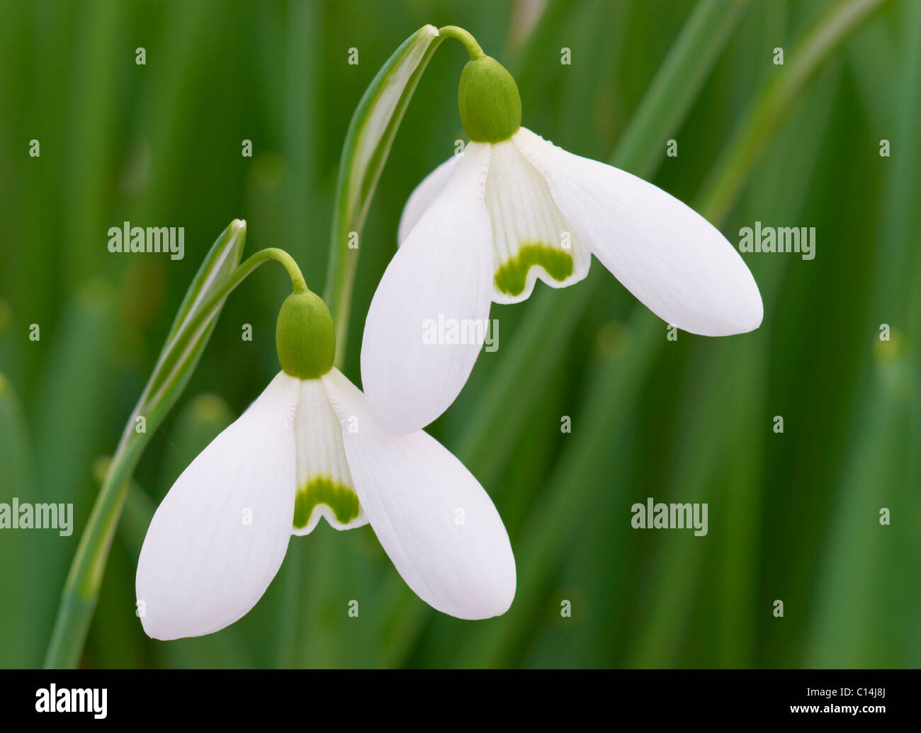 Snowdrops, Galanthus Stock Photo