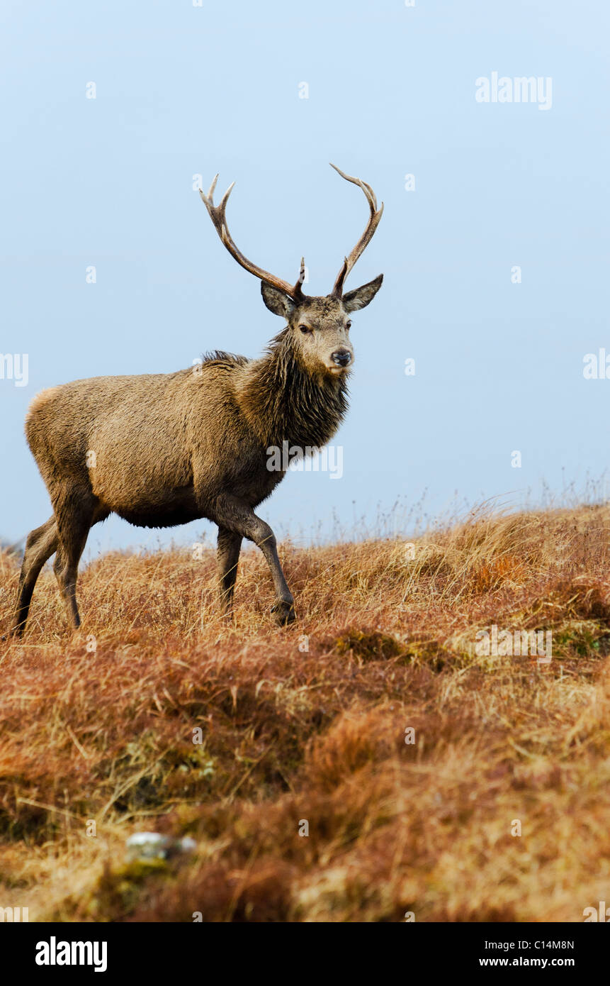 Red Deer Stag Stock Photo