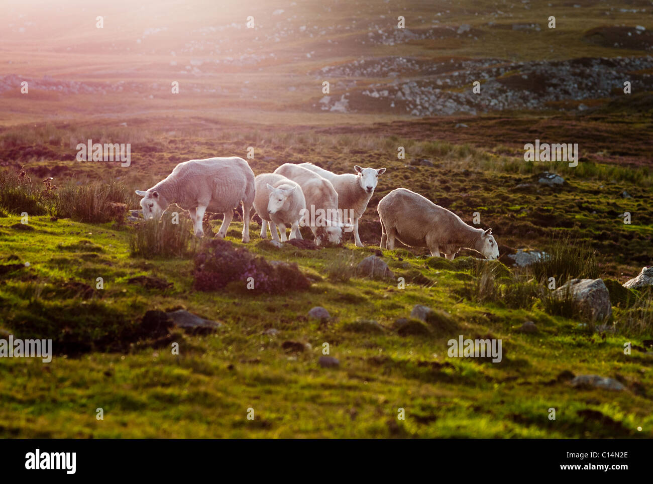 SHEEP INVEREWE HIGHLAND SCOTLAND UNITED KINGDOM Stock Photo