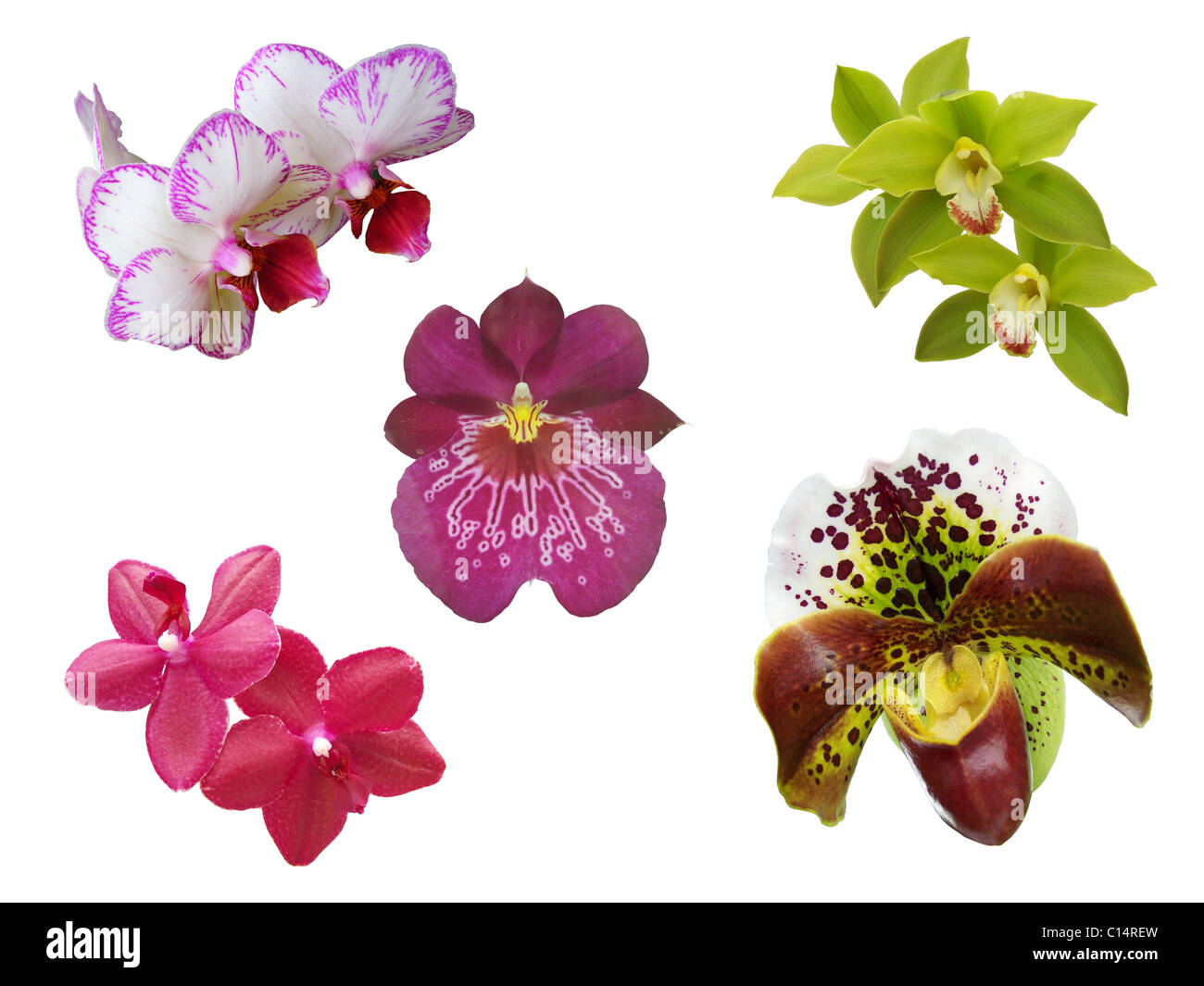 some uncommon orchid flowers Stock Photo