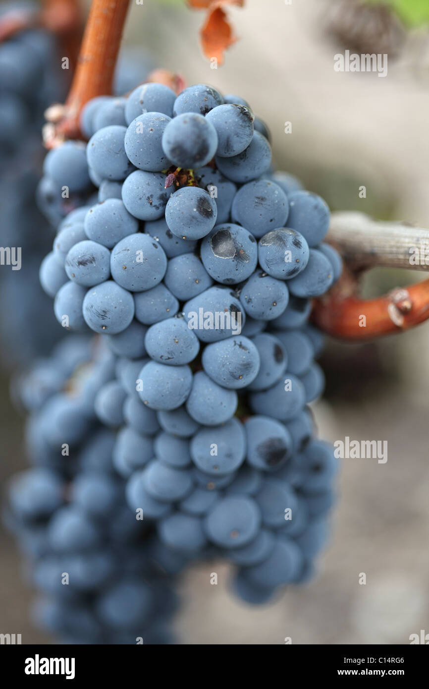 Red Sauvignon Grapes in Bordeaux Stock Photo Alamy