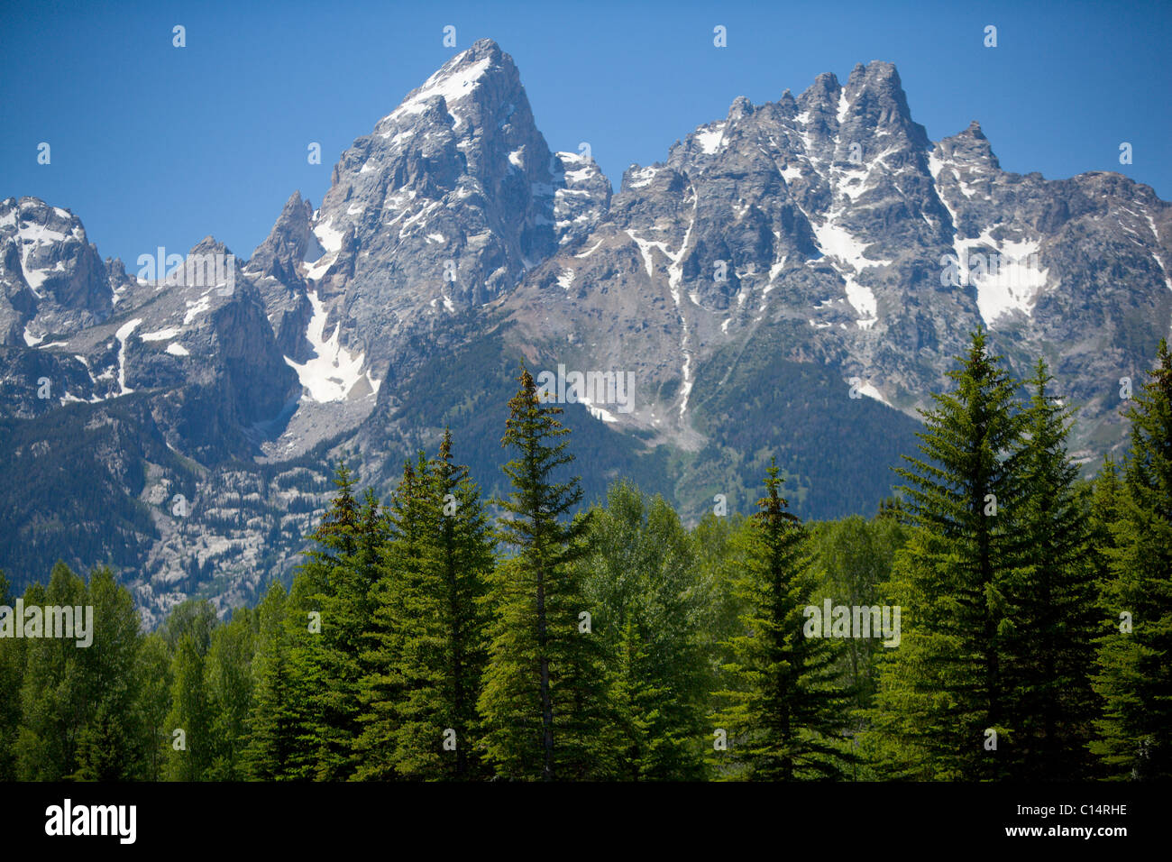 A view of the Grand Tetons towering above green fir trees with blue skies. Stock Photo