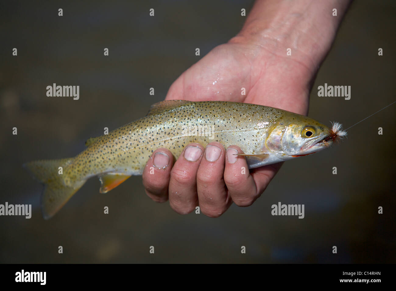 A hand holds a freshly caught cutthroat trout. Stock Photo