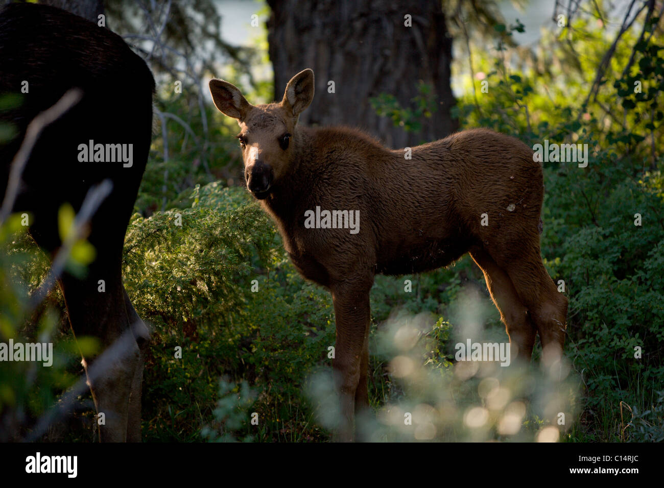 A juvenile moose stands behind its mother while in the woods. Stock Photo