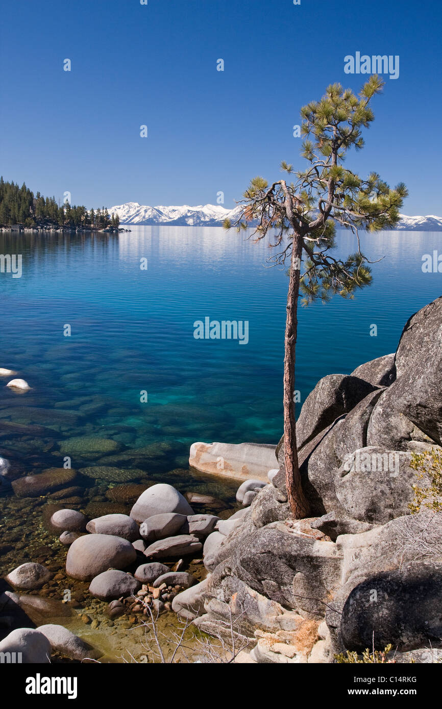 A lone pine tree on the rocky shore of Lake Tahoe in Nevada Stock Photo