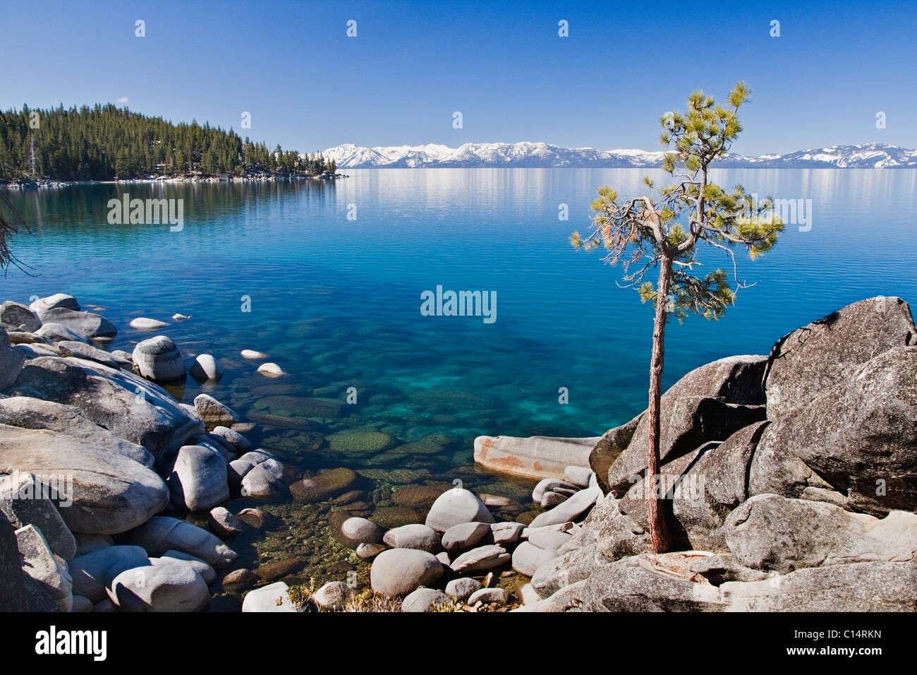 A lone pine tree on the rocky shore of Lake Tahoe in Nevada Stock Photo