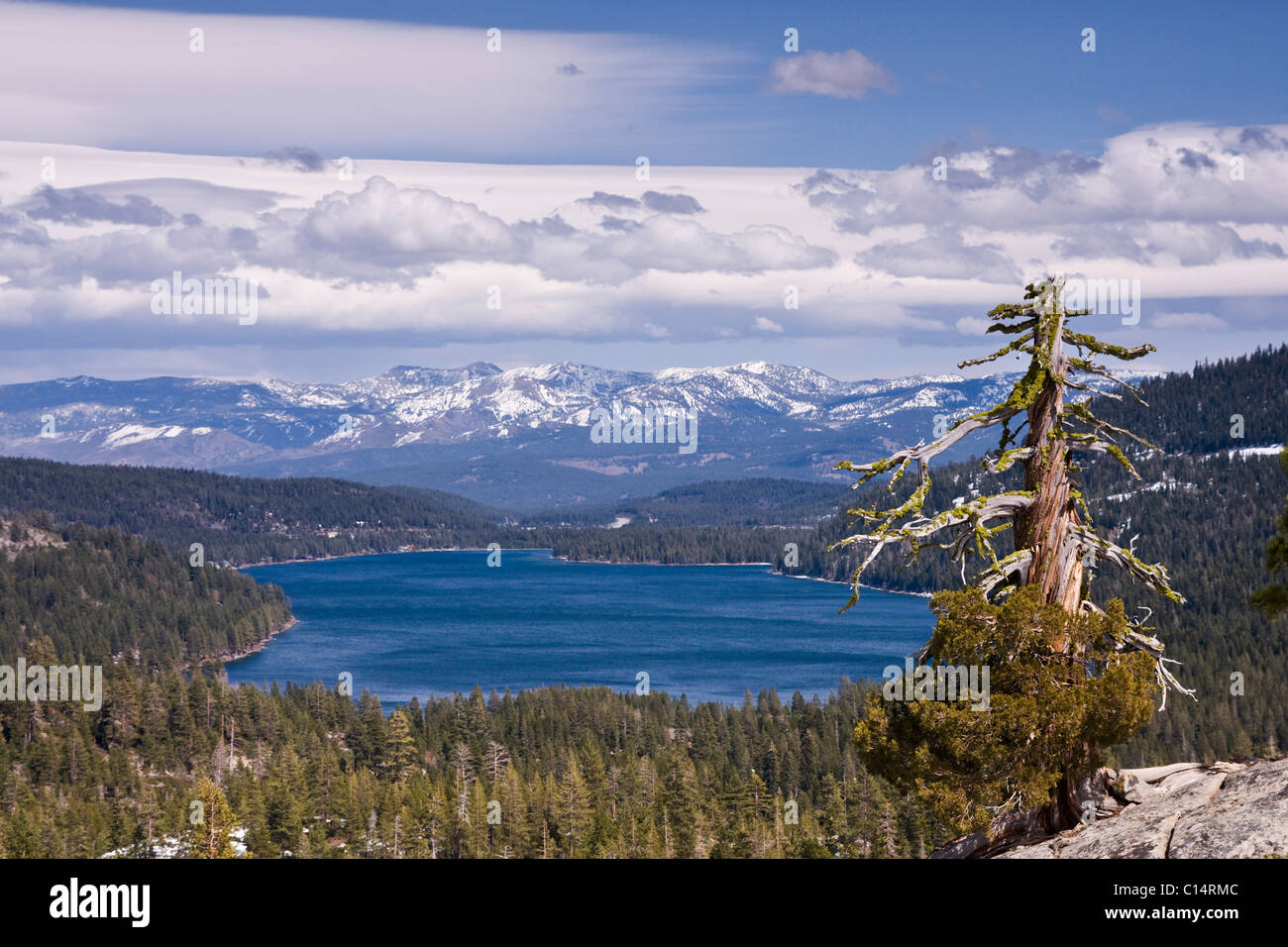 Donner Lake and the Sierra Mountains and a dead pine tree on a partly cloudy day in California Stock Photo