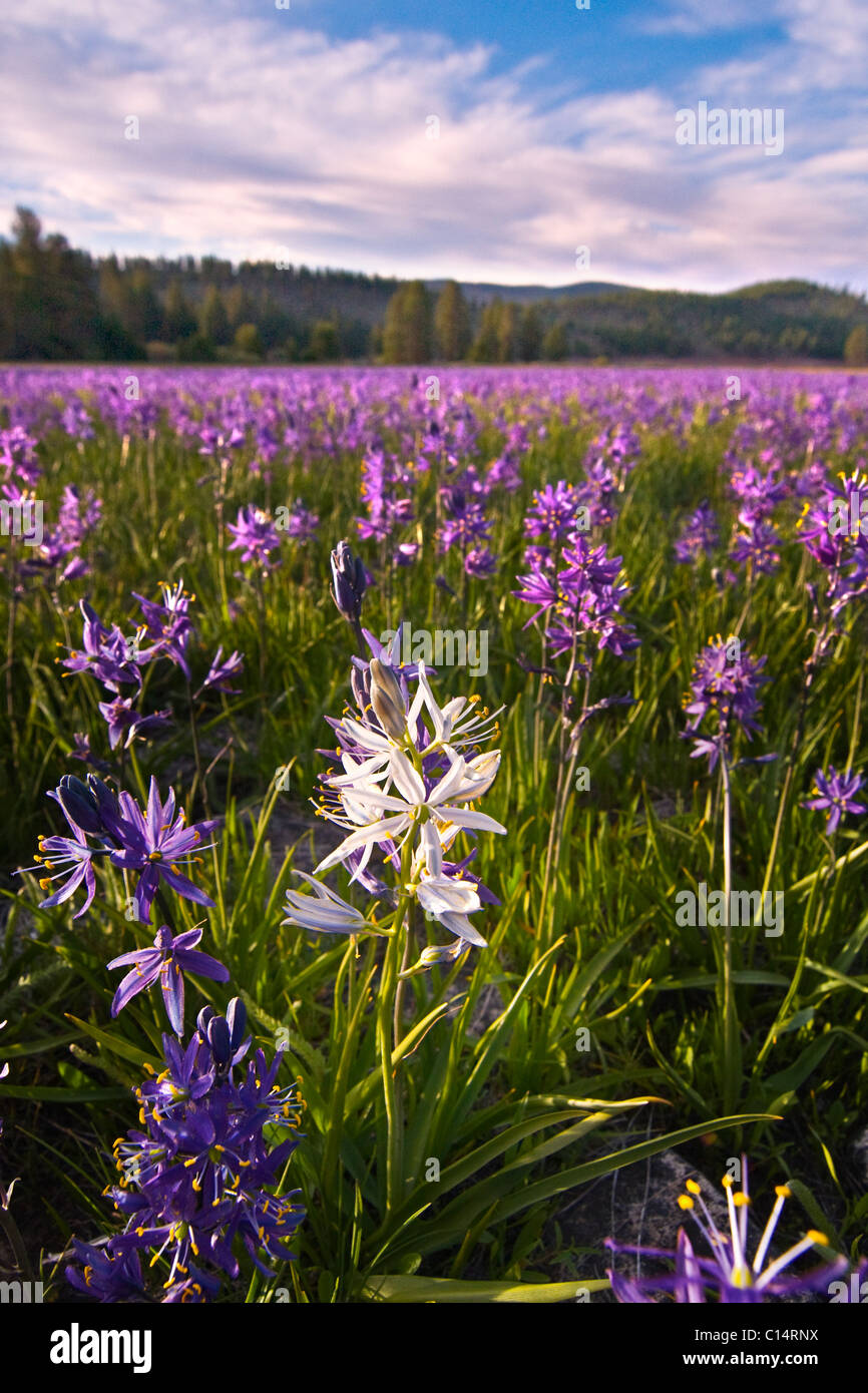 A single white Camas Lily flower in a field of purple flowers at Sagehen Meadows near Truckee in California Stock Photo