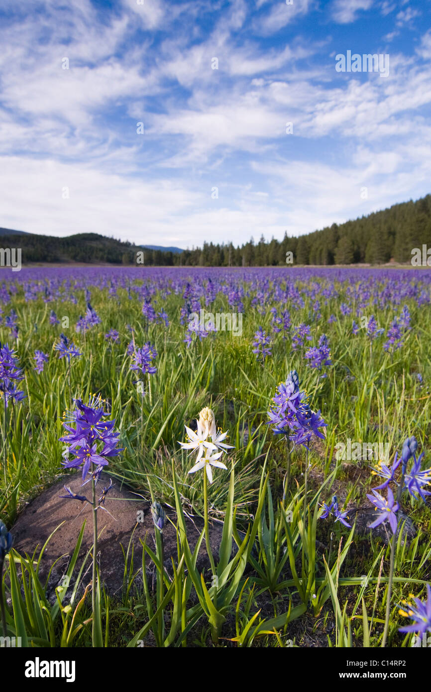 A single white Camas Lily flower in a field of purple flowers at Sagehen Meadows near Truckee in California Stock Photo