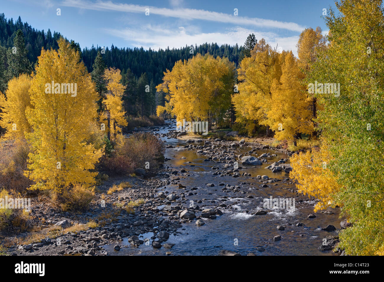 Fall yellow Cottonwood trees along the Truckee River in California ...