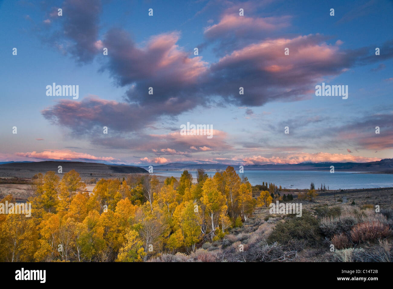 Fall yellow aspen trees with sunset clouds above Mono Lake in California Stock Photo