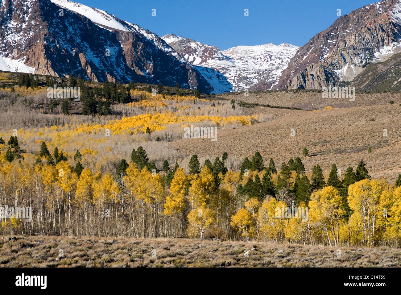 A landscape with autumn leaves, a snow covered mountain, and aspen trees in the Sierra mountains near Lee Vining, California Stock Photo