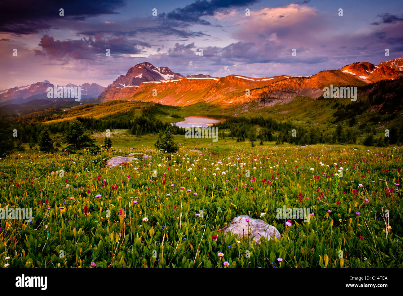 Field of wild flowers and mountain valley.  Banff National Park, Canada. Stock Photo