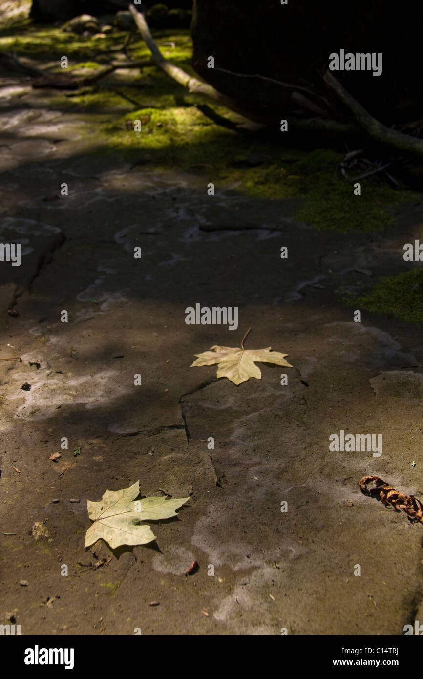 Maple leaves on sandstone with light dappled moss, Kanaka Creek near Maple Ridge BC Stock Photo