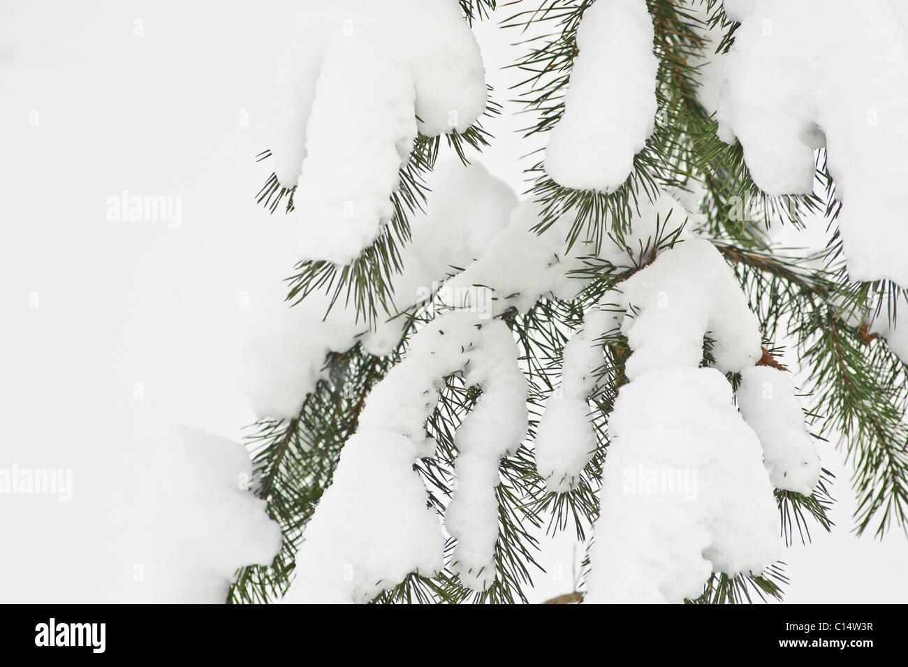 Snow on pine branch hi-res stock photography and images - Alamy