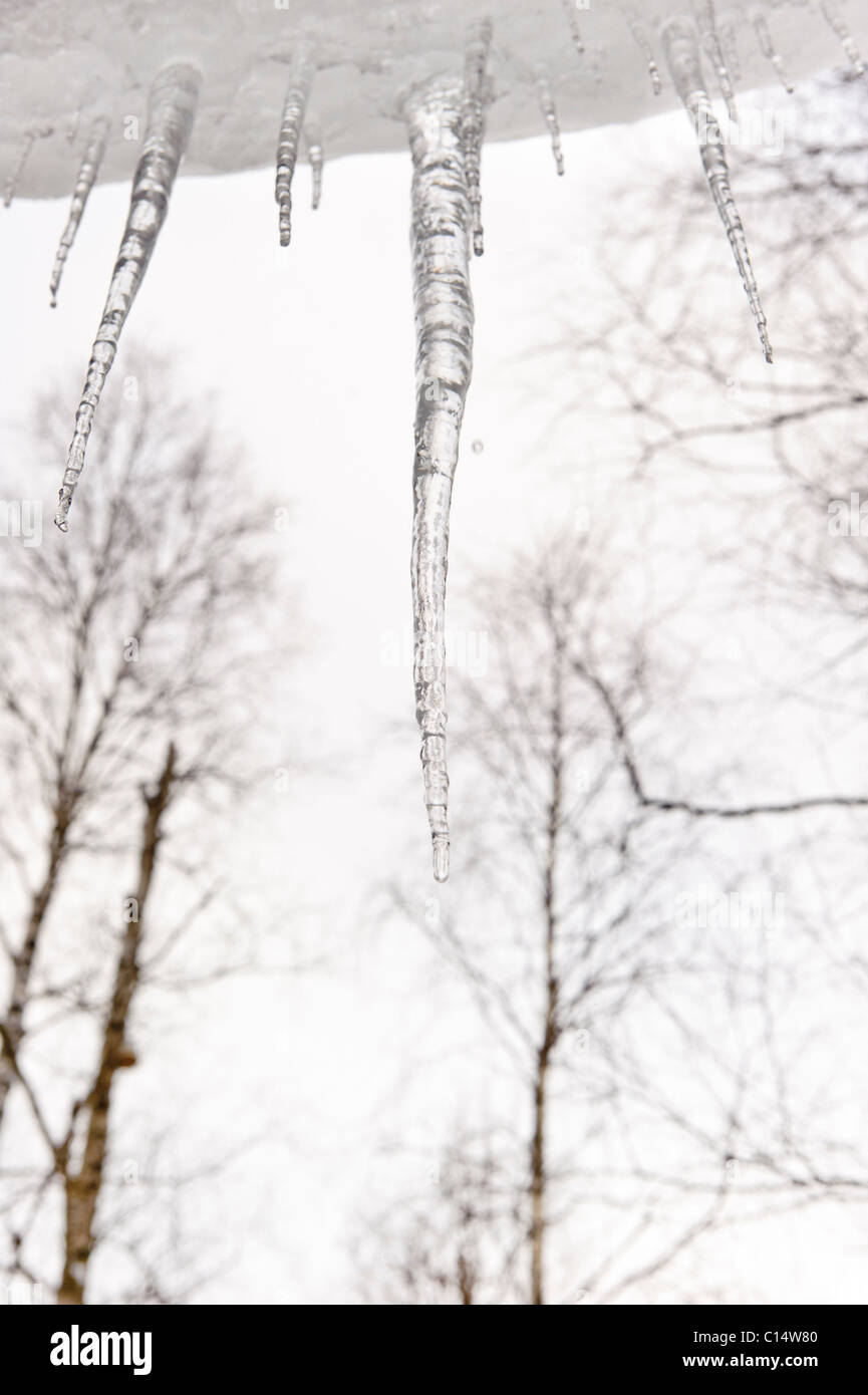 Icicles and trees, Sweden Stock Photo