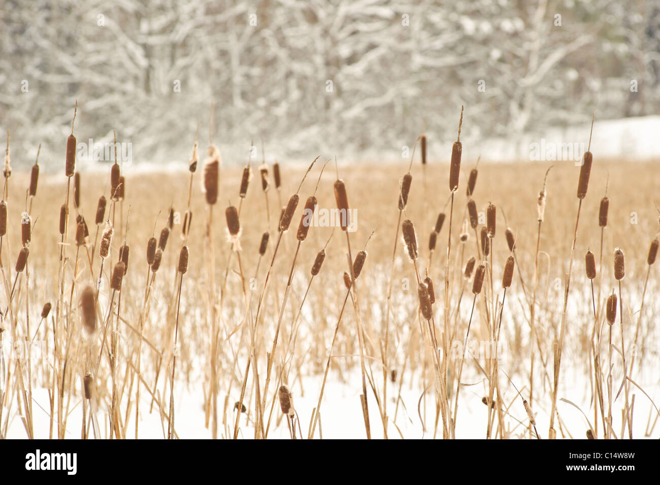 Bullrush (Typha) and winter landscape, Sweden Stock Photo