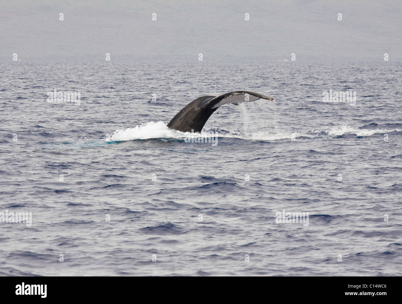 Scarred tail flukes of Humpback Whale off the west coast of Maui ...
